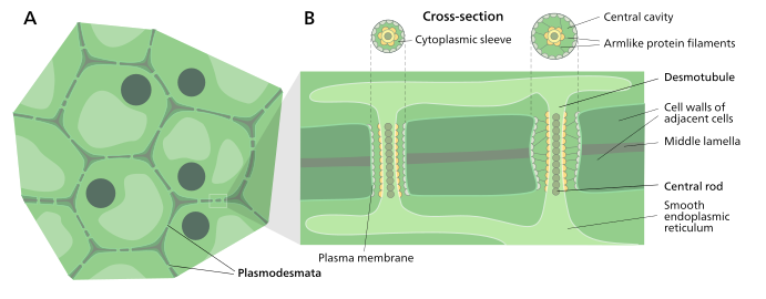 Structure of plasmodesmata of plant cells