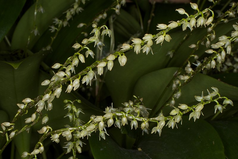 File:Pleurothallis gelida.jpg