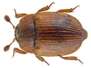 <i>Pocadius</i> genus of insects