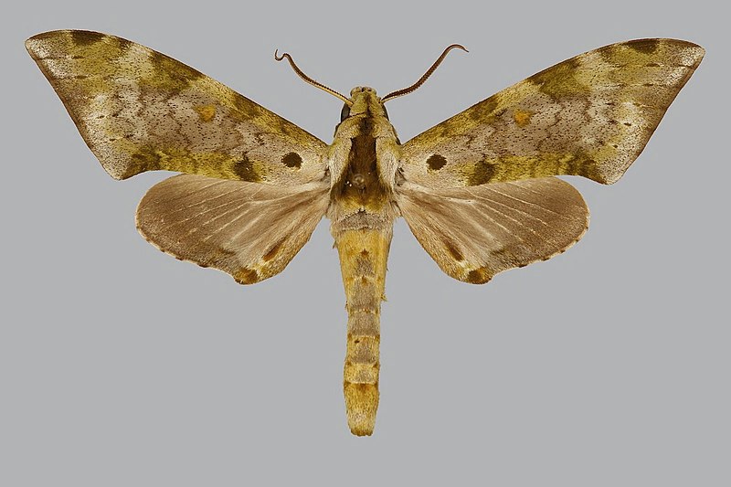 File:Polyptychus rougeoti BMNHE270613 male up.jpg