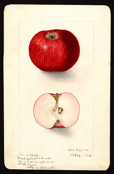 File:Pomological Watercolor POM00001616.jpg