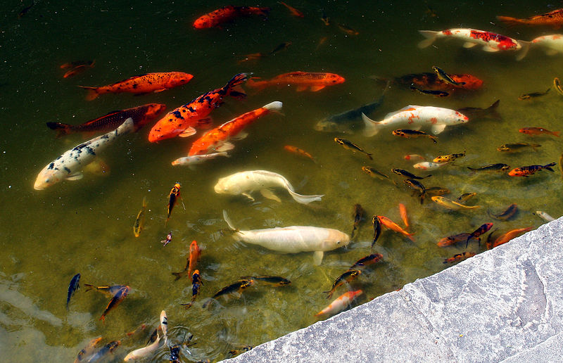 File:Pondfishs.jpg