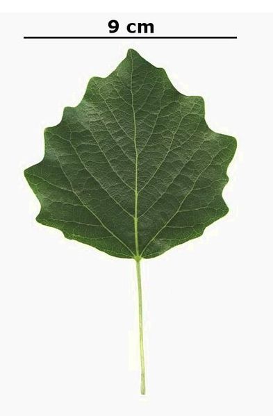 File:Populus tremula leaf.jpg