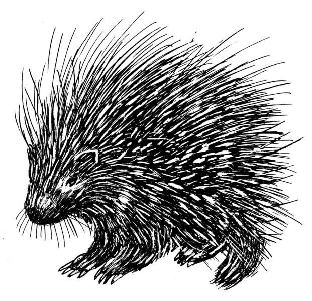 File:Porcupine 1 (PSF).png