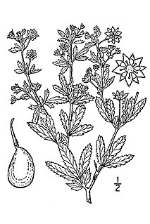 <i>Potentilla rivalis</i> Species of aquatic plant