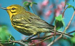 PrairieWarbler23.jpg