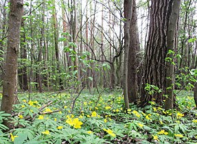 Цвіте анемона жовтецева (західна частина лісу)