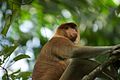 Proboscis Monkey (3678649793).jpg