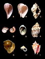 A. Ficus comunis B. Melongena melongena C. Murex pomum D. Marisa cornuarietis E. Purpura patula F. Voluta musica G. Pila ampullacea H. Poteria translucida I. Strombus pugilis