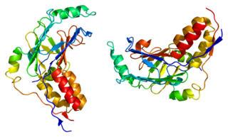 Mothers against decapentaplegic homolog 2 protein-coding gene in the species Homo sapiens