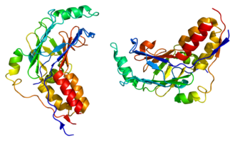 Mothers against decapentaplegic homolog 2, one of the nine homologues of mothers against decapentaplegic Protein SMAD2 PDB 1dev.png