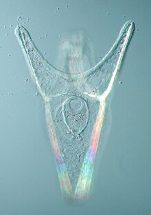 Larve « pluteus » d'oursin grimpeur (Psammechinus miliaris), observée au microscope.