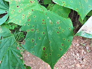 <i>Pseudocercospora vitis</i> Species of fungus