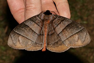 <i>Pseudojana</i> Genus of moths