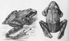 Description de l'image Pseudophilautus beddomii (Günther).jpg.