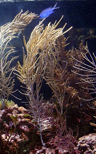 <i>Pseudopterogorgia</i> Genus of corals