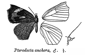 Descrierea imaginii PterodectaAnchora.png.