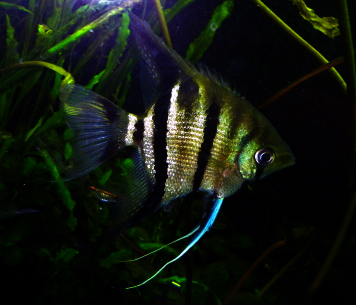 File:Pterophyllum leopoldi.png