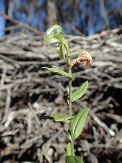 <i>Pterostylis leptochila</i> Species of orchid