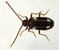 Ptinus sexpunctatus