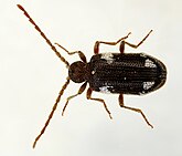 Ptinus sexpunctatus up.jpg