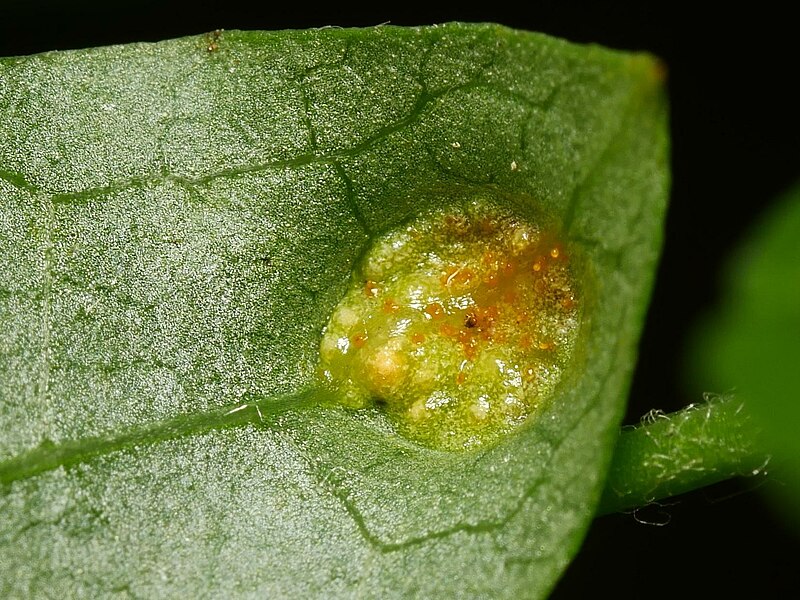 File:Puccinia recondita (116).jpeg