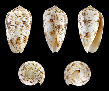 Conus (Puncticulis) arenatus f. undata