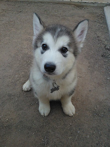 Light grey and white Alaskan Malamute puppy – two months old.