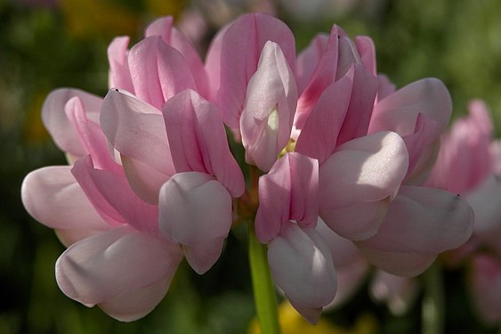 Purple Crownvetch (Securigera varia)