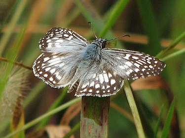 Tropical chequered skipper (Pyrgus oileus) (photo taken in Florida) Pyrgus oileus 1.jpg