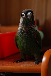 Pearly parakeet Species of bird