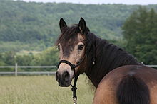 This sooty buckskin exhibits the slightly paler brown eyes common in buckskins QK1F3472.jpg