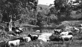 Negara bagian Queensland Arsip 291 Jersey Ternak di tepi Pinbarren Creek pada Mr F ORourkes pertanian Breffney Pinbarren Noosa Shire c 1931.png