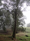 Miniatura para Quercus humboldtii