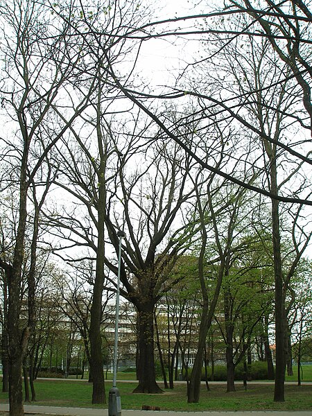 File:Quercus robur in Prague-Kobylisy (4).JPG