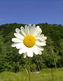 Oxeye Daisy