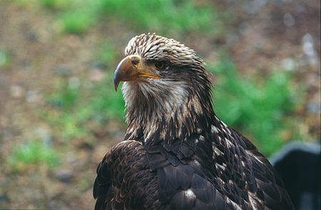 Młody bielik amerykański, Raptor center, Sitka