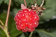 Rasberry in Finland.jpg