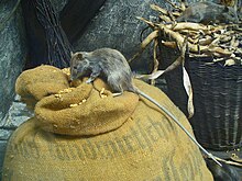 Black rat eating grain Rattus rattus 01.JPG