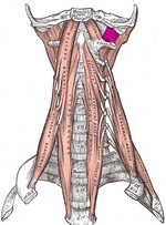 Vorschaubild für Musculus rectus capitis lateralis