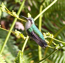 Esmeralda de pico rojo (Chlorostilbon gibsoni) (8079740325) .jpg