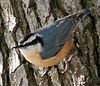 Red-breasted Nuthatch (Sitta canadensis)10-4c.jpg