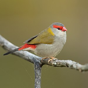 Red-browed finch, by JJ Harrison