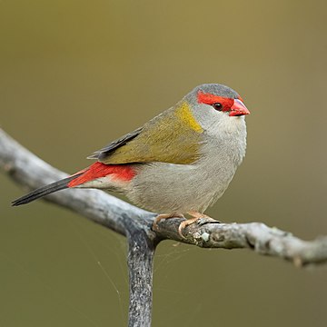 নিওকমিয়া টেম্পোরালিস