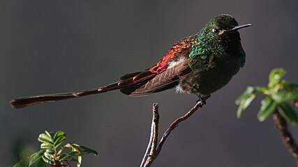 Colibri sapho (Sappho sparganura). La queue de ce léger colibri est spectaculairement longue. Elle atteint chez le mâle adulte quelque 22 cm, contre 15 chez la femelle. Son poids adulte ne dépasse pas 5,3 grammes [15].