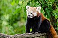 Red Panda (20333722248).jpg