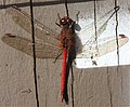 Autumn Meadowhawk, Sympetrum vicinum (red form)