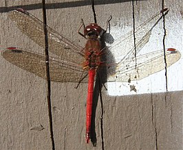 Sympetrum vicinum