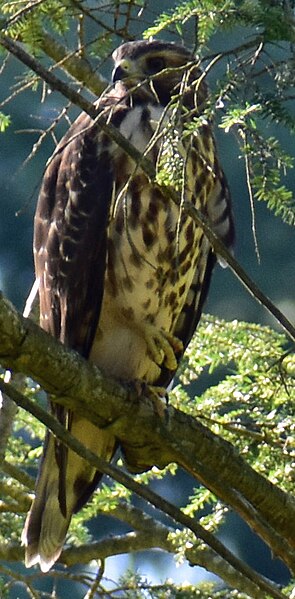 File:Red Shouldered Hawk Perched.jpg