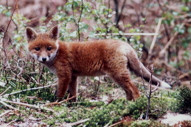 صورة:Red fox pup in a forest of Haute-Normandie.jpg